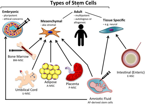 Stem cell types